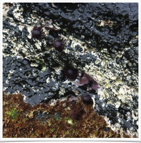 Helmet Urchin (Colobocentrotus atratus) cling to rocky shores. Their shingle-like spines offer little resistance to surf. 